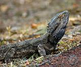 Goanna 9P014D-246